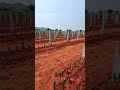 from laying bed to plantation of dragon fruit dragonfruitcultivation farming dragonfruitfarmer