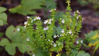 앉은좁쌀풀-.Maximowicz's eyebright. Euphrasia