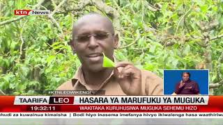Wakulima wa Muguka wakadiria hasara baada ya mzozo wa marufuku katika kaunti za pwani