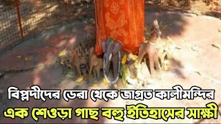 বহু ইতিহাসের সাক্ষী এক শেওড়া গাছ | Historical Sand Paper Tree of Bengal | The News Bangla Life