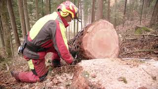 Baumfällen, gewusst wie – Rücken Seilwindeneinsatz in der Holzerei