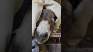 妊婦さんには優しくマッサージ【渋川動物公園】ロバの妊婦さん #shorts #donkey #ロバ