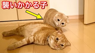 どうしても遊んで欲しくて兄猫に襲いかかる短足猫がこちら…w