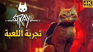 [4K] Stray🐱 تجربة اللعبة