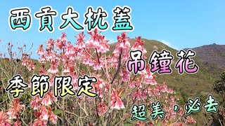 【季節限定】大枕蓋．吊鐘花｜超級嬌小美麗．桃紅小吊鐘｜每年只限1月2月盛放｜機會難逢｜