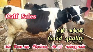 வளர்ப்புக்கு ஏற்ற தரமான இரண்டு கிடாரிக்கன்றுகள் விற்பனைக்கு HF CALF FOR SALE TAMIL HF COW