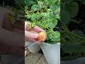 Satisfying strawberry cutting skills #cuttingskills #fruitcutting  #cuttingvegetable #cuttinggarden