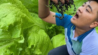 Introducing the garden - harvesting spinach varieties - planting garlic