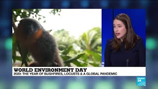 2020 World environment day marked by bushfires, locusts, global pandemic