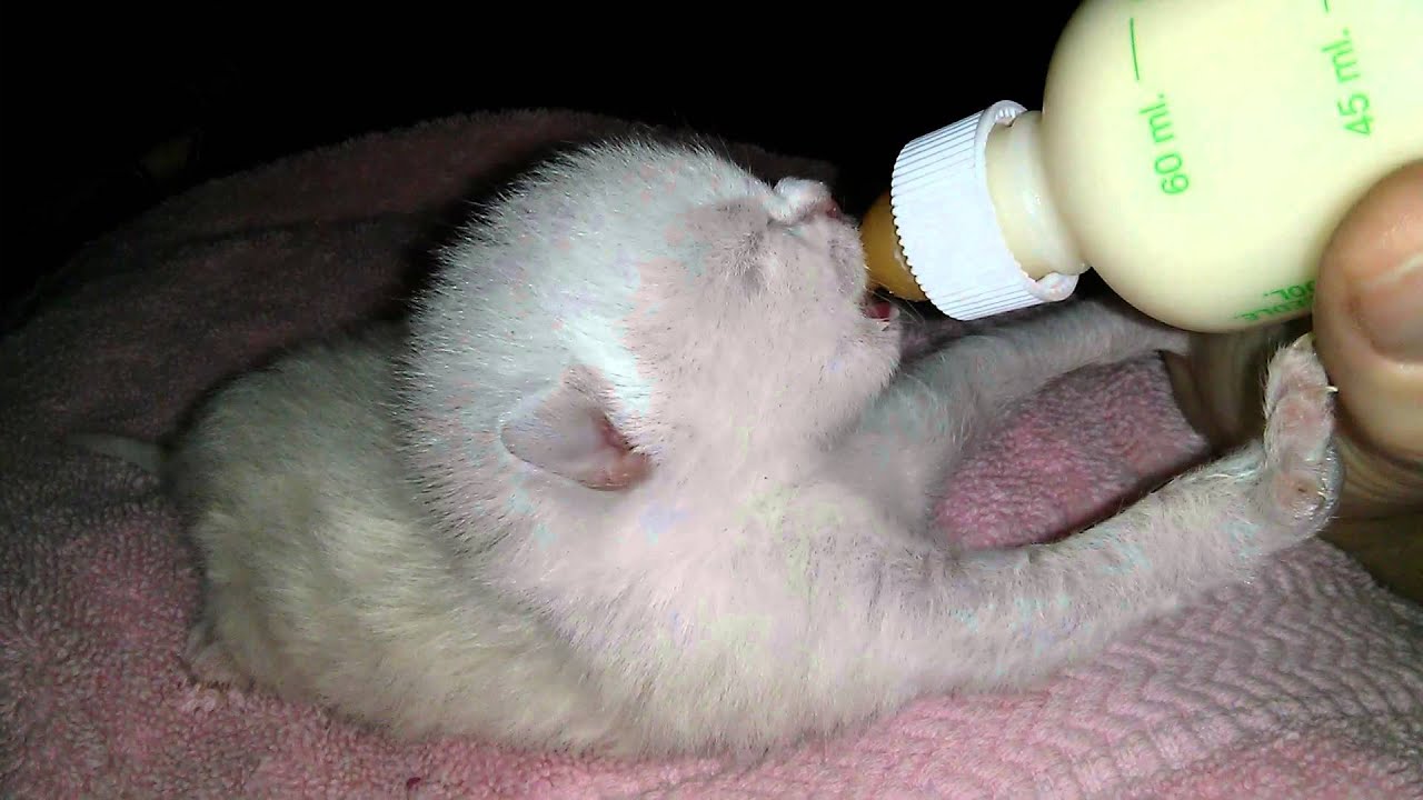 Kitten Feeding From Bottle. - YouTube