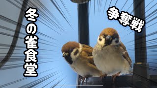 【スズメ食堂】冬のエサ争奪戦！