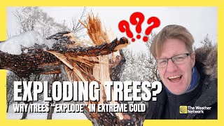 Exploding Trees? You Won’t Believe What Cold Does to Them