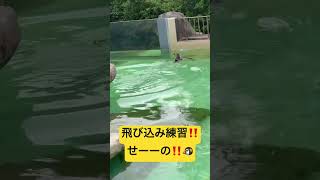 【humboldt penguin】フンボルトペンギンの飛び込み！【penguin】