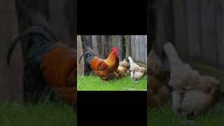 Chicken Sounds and Pictures | Learn the Sound a Chicken Makes | #Shorts #viralvideos  ❤️