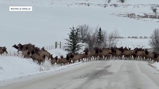 WATCH: Epic elk crossing spotted south of Bozeman