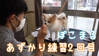 【ポメラニアン子犬】2回目の預かり練習［［兵庫ペット医療センター 尼崎本院］Happy dog glooming