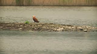 Ruddy shelduck, 黃麻鴨,又名赤麻鴨,瀆鳧