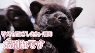 【甲斐犬】子犬と過ごした2ヶ月間　お別れです