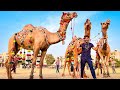 AAKHRI DIN SAARE JANWAR NIKAL LIE😍| BAKRA EID VLOG