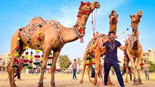 AAKHRI DIN SAARE JANWAR NIKAL LIE😍| BAKRA EID VLOG