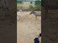 #donkey #animals #viralvideo #trendingshorts #gadha