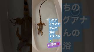 エンケンさん🦎【レッドイグアナ】の温浴♨️