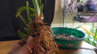 Repotting Milmiltonia Sunset with Orchid Supply Store supplies