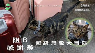 阻B感謝祭~原味阻B大冒險！！ GeorgeCat #阻生 #阻B #香港貓店長 #貓 #cat #georgecat