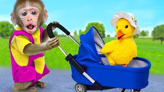 Bibo Monkey Try Taking Care of Ducklings and Swim with Cute Duckling in the Pool | KUDO ANIMAL BIBO