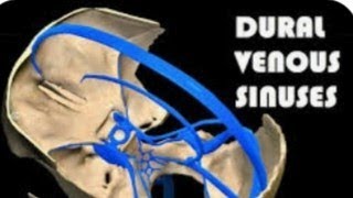 Understanding Dural Venus Sinuses! Brain's dranage system