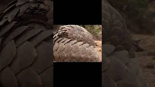 African Pangolin | Sabbir Hossien #4k