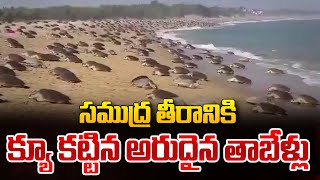 బీచ్ తీరానికి 7 లక్షల సముద్ర తాబేళ్లు! | Seven Lakh Turtles in One Place at Odisha | SumanTV World