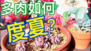 多肉如何度夏？薇薇安的多肉花園🌵