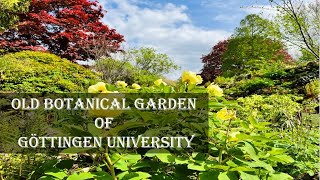 Old Botanical Garden of Göttingen University || Alter Botanischer Garten, Göttingen, Germany 🇩🇪