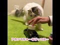 【悲報】先住猫、車に轢かれる【おしゃべりする猫】 【猫アテレコ】