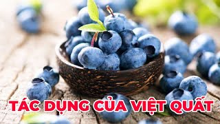 Tác dụng của việt quất, nên ăn bao nhiêu quả mỗi ngày? - Kênh Hướng Dẫn