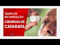 Quanto tempo dura a recuperação da cirurgia de catarata? •  Dr. Gustavo Bonfadini Oftalmologia