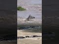 KERJA KERAS ZEBRA MELEWATI SUNGAI DI PENUHI BUAYA #animals #scary #crocodile