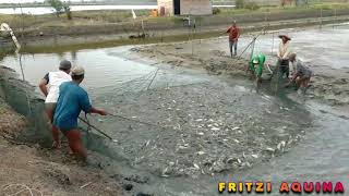 Cara panen tambak ikan bandeng secara tradisional atau secara alami