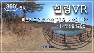 [힐링 VR] 피톤치드 숲 속 힐링과 치유의 시간  |  A time of healing in a phytoncide-filled forest