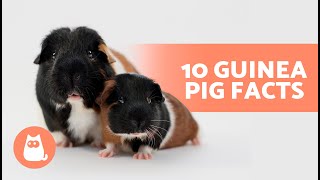 10 FACTS About GUINEA PIGS 🐹 Some May Surprise You!