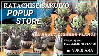 希少　アガベ　POPUP STORE invisible ink ,カタチ製作所 イベント agave 塊根植物 グラキリス