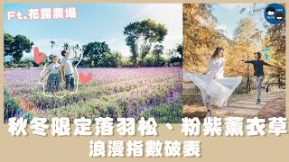 秋冬美景怎麼拍?!  7招美照教學大公開! ! ft.落羽松、薰衣草、聖誕紅｜大包小包不在家