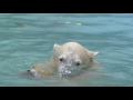 polar bear play with fallen leaves　落ち葉を食べたり遊んだりのリラ