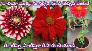 దాలియా మొక్క ఎక్కువ పువ్వులు పూయాలంటే |Dalhia plant care and flowering tips |Dalhiaplant #tips