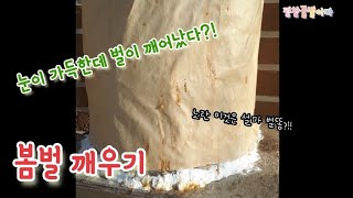 [평창토종벌] 봄벌깨우기 | 겨울철 눈이가득 쌓였는데 벌이 벌똥싸러 나왔다