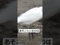 雨の中デート相手をひたすら待っている、ちょっとかわいそうな鳥さん テスト