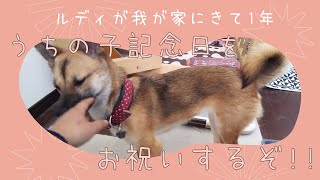 【保護犬】保護犬ルディが心を開くまでの成長記録🐶