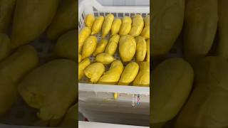 Frozen durian export - 冷冻榴莲出口 #fruit #榴莲 #durian #food