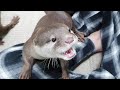 Otter's Reaction when Grandpa eats their snacks.